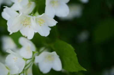 Yasemin çiçeği açan ağaç dalları, güzel çiçekler, yakın plan, bahar konsepti  