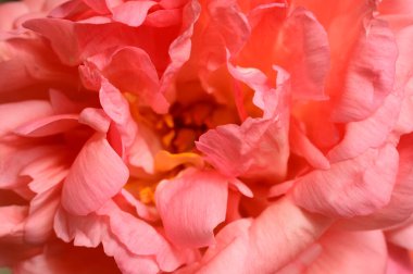 Baharda, güneşli bir günde bahçede büyüyen güzel çiçek. 