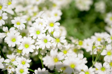 Baharın güneşli günlerinde bahçede büyüyen güzel çiçekler. 