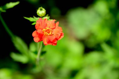 Baharda, güneşli bir günde bahçede büyüyen güzel çiçek. 
