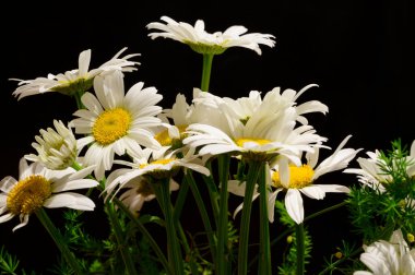 Koyu arkaplanda güzel papatyalar, yaz konsepti, yakın görüş  