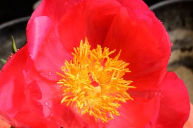 Koyu arkaplanda güzel bir çiçek, yaz konsepti, yakın görüş  