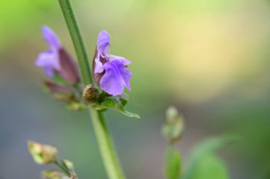 Baharın güneşli günlerinde bahçede büyüyen güzel çiçekler. 