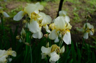 Baharda güneşli bir günde bahçede büyüyen güzel irisler. 