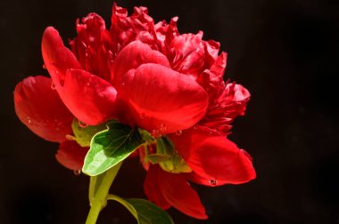 Karanlık arka planda güzel şakayık çiçeği, yaz konsepti, yakın görüş  