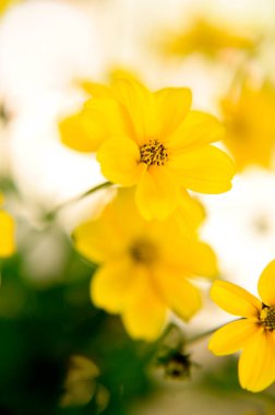 Baharın güneşli günlerinde bahçede büyüyen güzel çiçekler. 