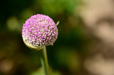 Baharda, güneşli bir günde bahçede büyüyen güzel çiçek. 