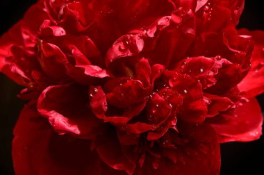 Karanlık arka planda güzel şakayık çiçeği, yaz konsepti, yakın görüş  