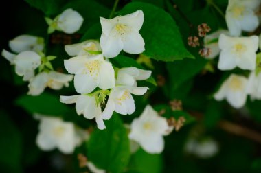 Yasemin çiçeği açan ağaç dalları, güzel çiçekler, yakın plan, bahar konsepti  