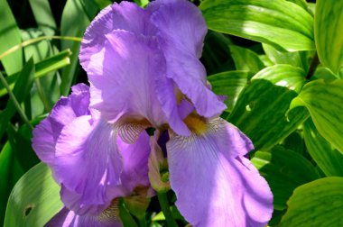 Baharda, güneşli bir günde bahçede büyüyen güzel iris çiçeği. 