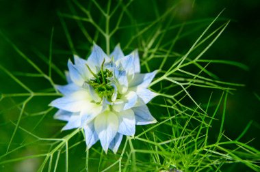 Baharda, güneşli bir günde bahçede büyüyen güzel çiçek. 