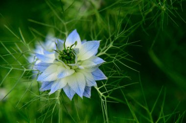 Baharda, güneşli bir günde bahçede büyüyen güzel çiçek. 