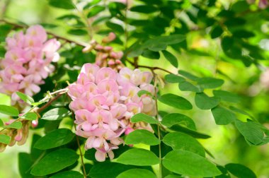 Güzel çiçekli ağaç dalları, yakın plan, bahar konsepti.  