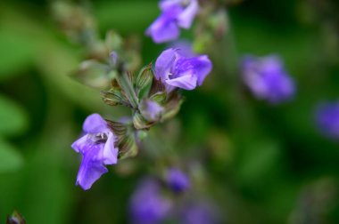 Baharın güneşli günlerinde bahçede büyüyen güzel çiçekler. 