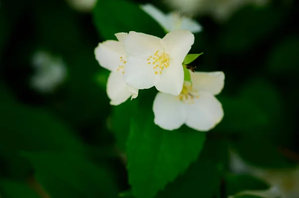 Jasmin Blühende Äste Mit Schönen Blüten Nahaufnahme Frühlingskonzept — Stockfoto