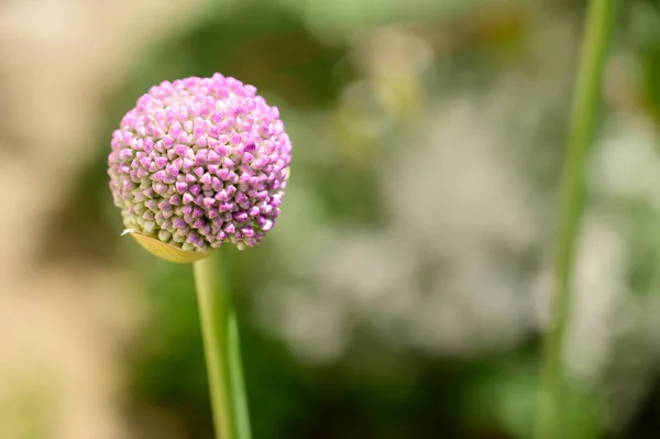 Belle Fleur Poussant Dans Jardin Printemps Jour Ensoleillé — Photo