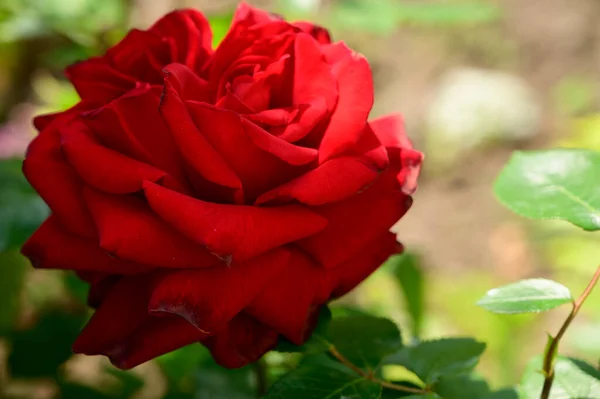 Piękny Kwiat Róży Rośnie Ogrodzie Wiosnę Słoneczny Dzień — Zdjęcie stockowe