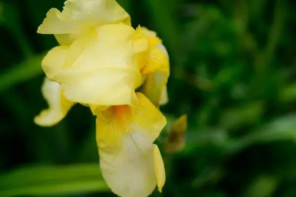 Schöne Irisblume Wächst Garten Sonnigen Frühlingstag — Stockfoto