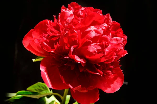 Hermosa Flor Peonía Sobre Fondo Oscuro Concepto Verano Vista Cercana —  Fotos de Stock