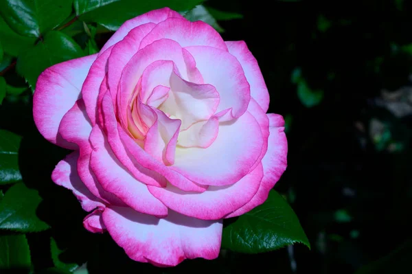 春の晴れた日に庭で育つ美しいバラの花 — ストック写真