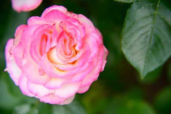 Όμορφο Τριαντάφυλλο Λουλούδι Αυξάνεται Στον Κήπο Την Άνοιξη Ηλιόλουστη Μέρα — Φωτογραφία Αρχείου