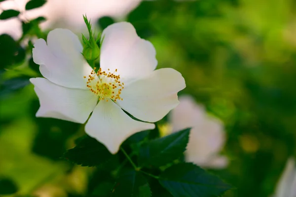 Beautiful Flower Growing Garden Spring Sunny Day — Stock Photo, Image