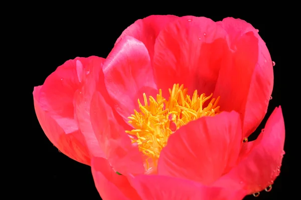 Piękny Kwiat Ciemnym Tle Koncepcja Letnia Widok Bliska — Zdjęcie stockowe
