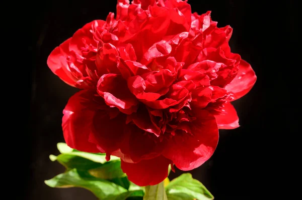 Piękny Kwiat Piwonii Ciemnym Tle Koncepcja Lato Widok Bliska — Zdjęcie stockowe