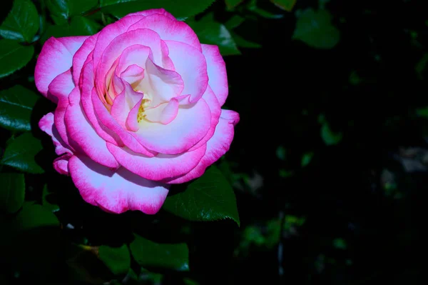 Bela Rosa Flor Crescendo Jardim Dia Ensolarado Primavera — Fotografia de Stock