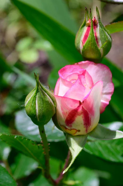 Baharın güneşli günlerinde bahçede büyüyen güzel güller. 