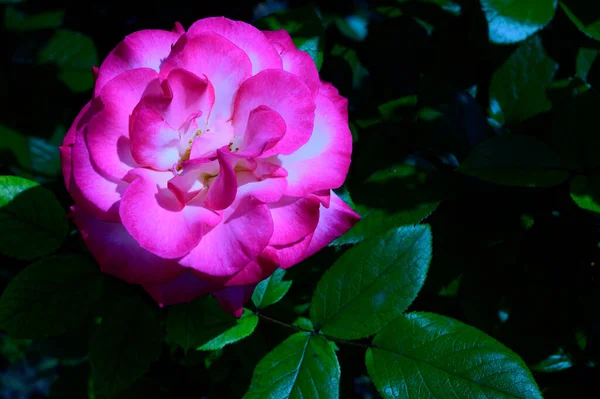Baharın Güneşli Günlerinde Bahçede Büyüyen Güzel Bir Gül Çiçeği — Stok fotoğraf