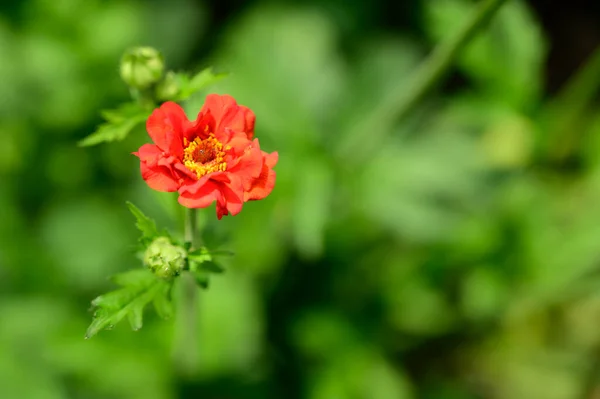 Όμορφο Λουλούδι Μεγαλώνει Στον Κήπο Την Άνοιξη Ηλιόλουστη Μέρα — Φωτογραφία Αρχείου