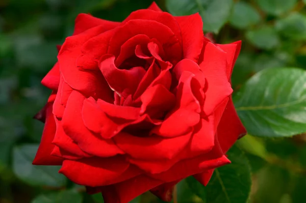 Красивый Цветок Розы Растет Саду Весной Солнечный День — стоковое фото