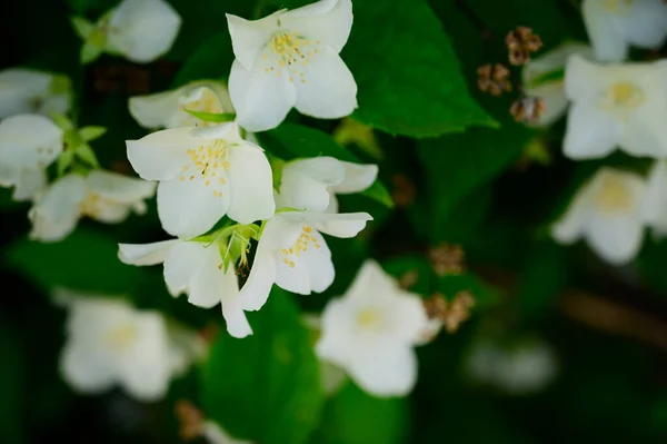 Ramas Árboles Florecientes Jazmín Con Hermosas Flores Primer Plano Concepto —  Fotos de Stock