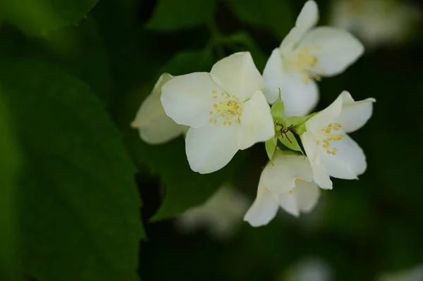 Jasmijn Bloeiende Boomtakken Met Prachtige Bloemen Close Lente Concept — Stockfoto