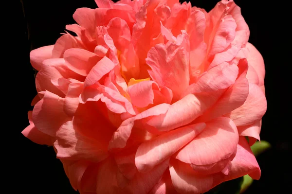 Hermosa Rosa Sobre Fondo Oscuro Concepto Verano Vista Cercana —  Fotos de Stock