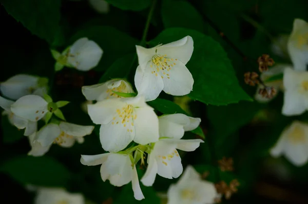 Jasmin Blühende Äste Mit Schönen Blüten Nahaufnahme Frühlingskonzept — Stockfoto