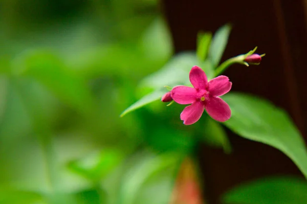 Bel Fiore Che Cresce Giardino Primavera Giornata Sole — Foto Stock