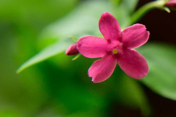 Mooie Bloem Groeien Tuin Het Voorjaar Zonnige Dag Stockfoto