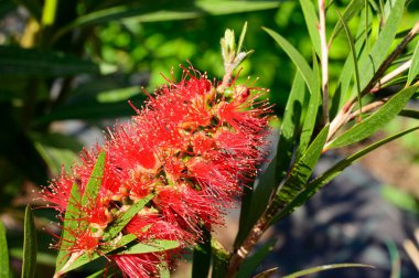 Güneşli yaz gününde bahçede büyüyen güzel bir çiçek. 