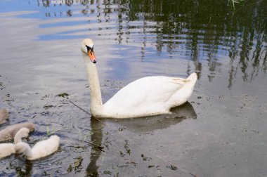 Yavruları olan güzel beyaz kuğu yaz günü göl yüzeyinde yüzüyor. 