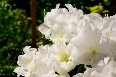 Güneşli yaz gününde bahçede yetişen güzel çiçekler. 
