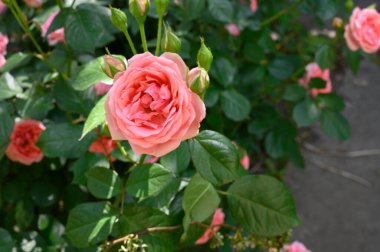 Güneşli yaz gününde bahçede büyüyen güzel güller. 