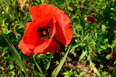 Güneşli yaz gününde bahçede yetişen güzel gelincik çiçeği. 
