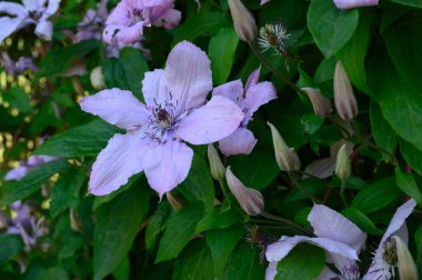 Güzel Clematis çiçekleri yazın güneşli bir günde bahçede yetişir. 