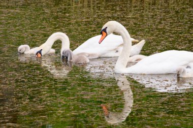 Yavruları olan güzel beyaz kuğular yaz günü göl yüzeyinde yüzerler. 