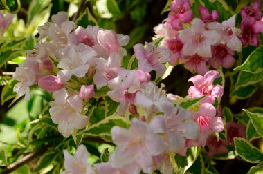 Güneşli yaz gününde bahçede yetişen güzel çiçekler. 