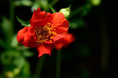 Güneşli yaz gününde bahçede büyüyen güzel bir çiçek. 