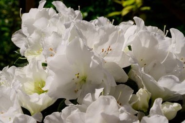 Güneşli yaz gününde bahçede yetişen güzel çiçekler. 
