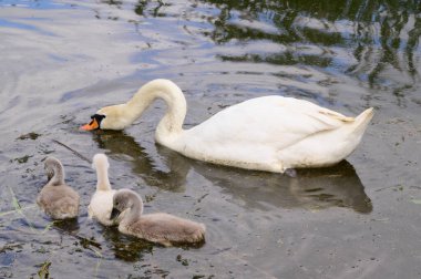 Yavruları olan güzel beyaz kuğu yaz günü göl yüzeyinde yüzüyor. 